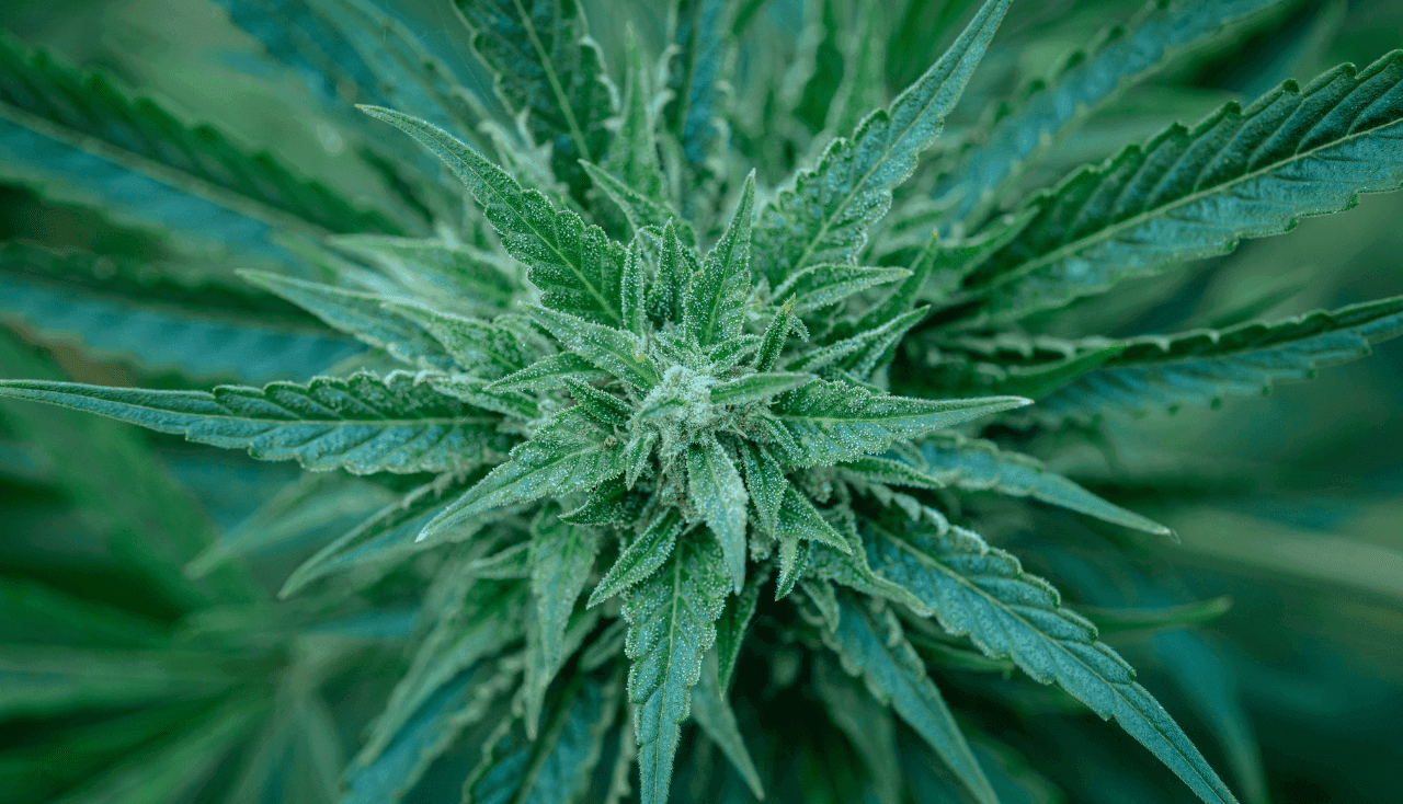 Nahaufnahme einer Cannabisblüte in sattem Grün
