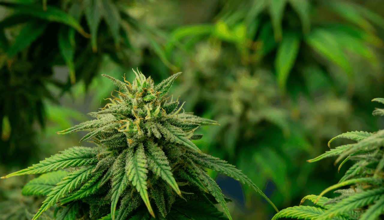 Detailaufnahme einer Cannabisblüte mit grünen Blättern