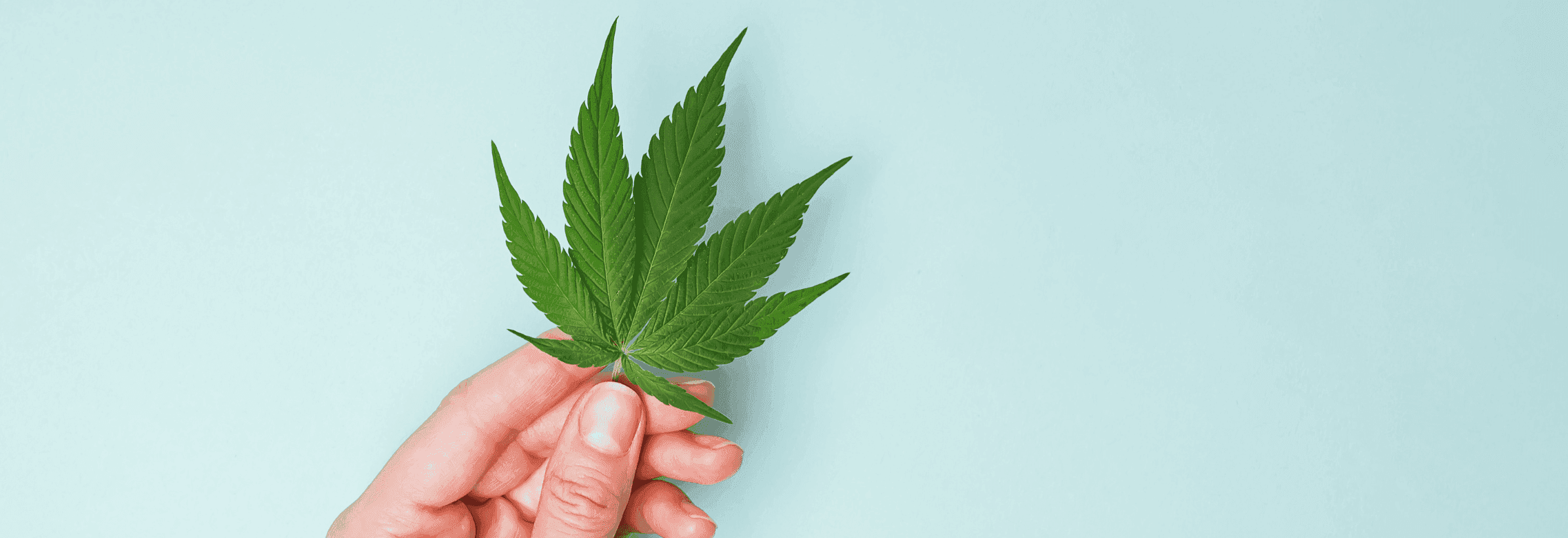 Hand hält ein frisches Hanfblatt auf blauem Hintergrund.